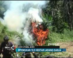 BNN Musnahkan 10,5 Hektare Ladang Ganja di Aceh