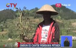 Di Balik Keindahan Embun Es Dieng Ada Petani yang Merugi