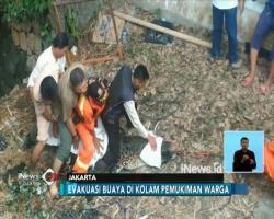 Pemilik Sudah Meninggal, Buaya 4 Meter di Cipayung Dievakuasi Warga