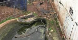 Buaya dari Warga Bambu Apus Jadi Pusat Perhatian Pengunjung TMII