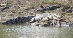 Bergulat dengan Buaya Liar, Petani Sawit di Riau Luka Parah di Kaki