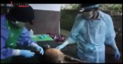Jennifer, Bayi Orangutan Mati karena Dianiaya di Bukit Lawang