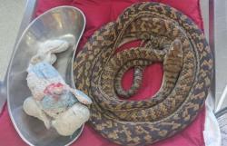 Telan Boneka Sapi, Ular Piton di Australia Terpaksa Dioperasi