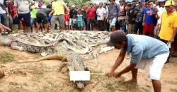 Pembantaian Ratusan Buaya di Sorong, Ini Hasil Penyelidikan Sementara