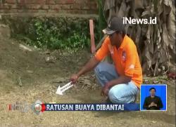 Polisi Gelar Olah TKP di Lokasi Pembantaian Ratusan Buaya di Sorong