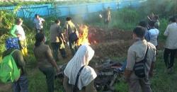 BKSDA Sorong Bakar Ratusan Bangkai Buaya Korban Pembantaian Warga