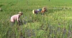 Diserang Hama, Puluhan Hektare Tanaman Padi di Batang Busuk dan Mati