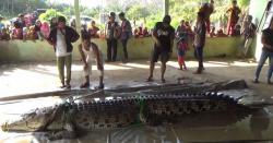 BKSDA Tangkap Buaya Pemangsa Manusia di Aceh Jaya