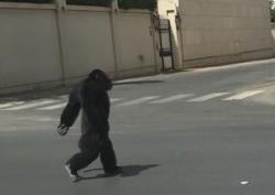 Heboh, Simpanse Lepas lalu Jalan-Jalan di Tengah Kota di Arab Saudi
