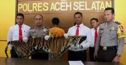 Polisi Ungkap Sindikat Perdagangan Kulit Harimau Sumatera di Aceh
