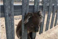 Kasihan, Koala Tersangkut di Pagar Pembangkit Listrik di Australia