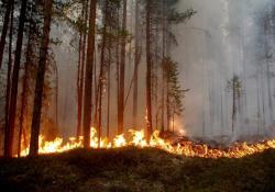 Tentara Prancis Tiba di Swedia untuk Bantu Padamkan Kebakaran Hutan
