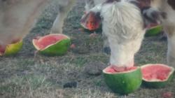 Akibat Kekeringan, Ternak Sapi di Australia Terpaksa Makan Semangka