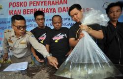 Buka Posko, Balai Karantina Padang Terima 17 Ikan Invasif<