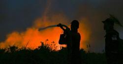 Hutan Pinus di Toba Samosir Terbakar, Petugas Berjibaku Padamkan Api