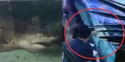 Bocah 6 Tahun Patah Tulang akibat Digigit Ikan Hiu di Akuarium Mal