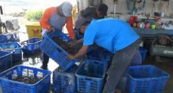 Musim Kemarau, Petambak Udang di Brebes Malah Untung Ratusan Juta