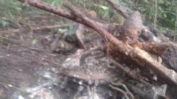 75 Tahun Hilang, Pesawat Tempur Australia Ditemukan di Hutan Papua