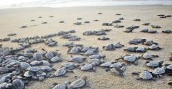 Kota Tua Acapulco Meksiko Ajak Turis Lindungi Penyu Langka di Dunia