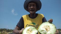 Kebun Melon Diserang Hama, Petani di Kulonprogo Rugi Puluhan Juta