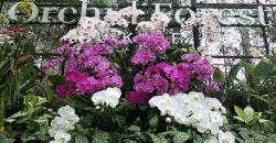 Melihat Beragam Keindahan Anggrek Asal Indonesia di Orchid Forest