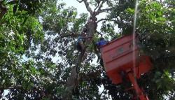 Naik Pohon Mangga, Pekerja Serabutan di Mojokerto Mendadak Pingsan