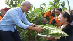 Panen Raya di Boyolali, Ganjar Minta Pemerintah Batasi Impor Tembakau
