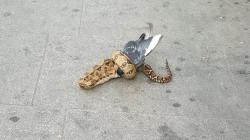 Ular Boa Memangsa Merpati di Tengah Jalan Raya, Warga Inggris Heboh