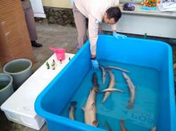 25 Ikan Berbahaya dan Invasif Dimusnahkan BKIPM Yogyakarta
