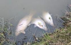 1 Ton Ikan di Perairan Swiss Mati akibat Gelombang Panas
