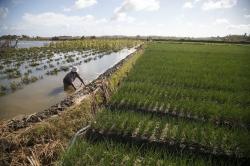 Lahan Terendam, Petani di Bantul Terancam Gagal Bayar Utang Bank