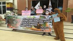Orang Utan Tapanuli Terancam Punah, Walhi Gugat SK Gubernur Sumut