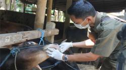 Siapkan 170 Petugas, RPH Giwangan Gratiskan Pemotongan Hewan Kurban