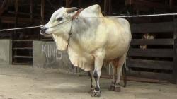 Ini Penampakan Sapi Ongole 1,05 Ton yang Dipesan Jokowi untuk Kurban