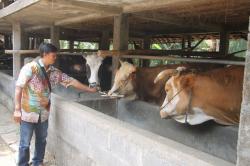 Pedagang Hewan Kurban Luar DKI Jakarta Wajib Miliki Izin Dinas Penanaman Modal