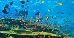 Menyelam di Bunaken, Turis Bisa Lihat Ikan Nemo hingga Penyu Raksasa