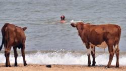 Peternak Swedia Diizinkan Gembalakan Sapi ke Kawasan Bugil di Pantai