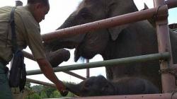 Lucunya 3 Gajah Sumatera yang Lahir di Penangkaran Konservasi Barumun