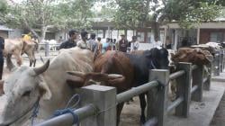 Kasus Antraks di Gunungkidul, Ini Hasil Investigasi Kementan<