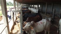 Supermarket Sapi, Tawarkan Sapi Kurban lengkap dengan Jagalnya