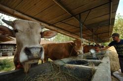 Tahun Ini, Sumbar Potong 45.630 Hewan Kurban