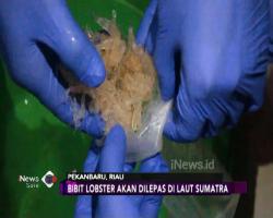 Tangkap 4 Penyelundup, Polres Indragiri Hilir Sita 200 Bibit Lobster Rp30 Miliar