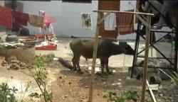 Kerbau Kurban Ngamuk di Lebak, 3 Warga Luka Serius dan Dirawat di RSUD