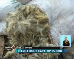 Idul Adha, Pengepul Kulit Hewan Kurban Panen Rezeki