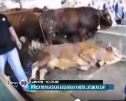 Video Viral Cara Mudah Taklukkan Sapi Kurban