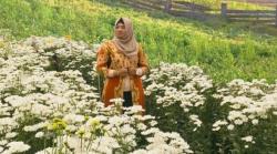Mirip di Luar Negeri, Yuk Eksplor Taman Bunga Ngargoyoso Karanganyar