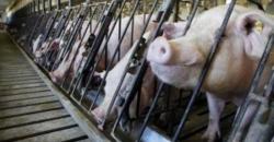 Korsel Musnahkan Lebih dari 1.000 Babi gara-gara Wabah Ini