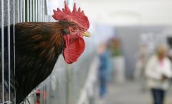 Asosiasi Sebut Razia Peternak Ayam Ilegal Salah Alamat