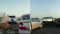 Begini Jadinya jika Singa Terlepas dan Berkeliaran di Kota