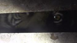 BKSDA Padang Tangkap Harimau Sumatera yang Meresahkan Warga